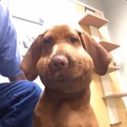 SpruceMoose's Stream profile image