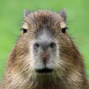 The Capybara of Doom's - Steam avatar