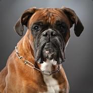 boxser25's Stream profile image