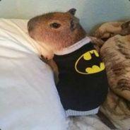 ramonbhb's Stream profile image