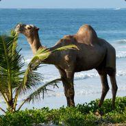 Tropicalcamel's Stream profile image