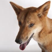 DingosAteMyBaby's - Steam avatar