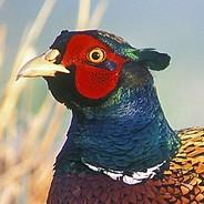 Pheasant's Stream profile image