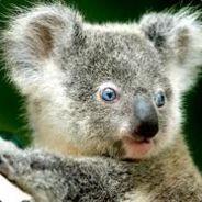 Koala 4peace's Stream profile image