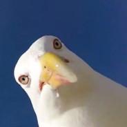 DownSyndrome Seagull's Stream profile image