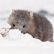 frostywombat's Stream profile image