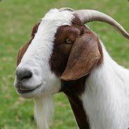 Powergoat's Stream profile image