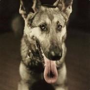 ein großer Hund's - Steam avatar