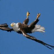 Schielender Adler's Stream profile image