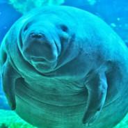 SeaCow's - Steam avatar