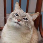Shio's Stream profile image