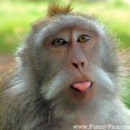 Chimp's Stream profile image
