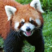 redpanda's - Steam avatar