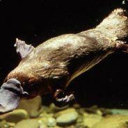 Flying Platypus's - Steam avatar