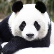Kusaru's Stream profile image