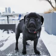 Gus the Pug's Stream profile image