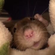 40% nomad wr's Stream profile image