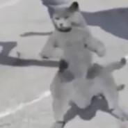 Calvin the Cat's Stream profile image