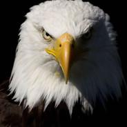 Black Eagle's Stream profile image