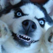 doggi's Stream profile image