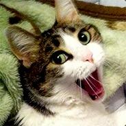 SuperCats's Stream profile image