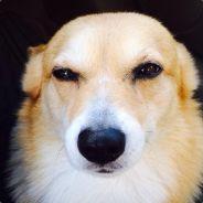 asa's - Steam avatar