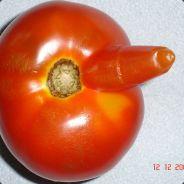 Tomato's - Steam avatar