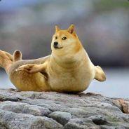 Im A Noob's - Steam avatar