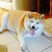 Fat Doge's - Steam avatar