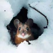 nymeria's Stream profile image
