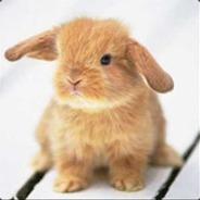 NL|^1D^7H^4G|^5Den Rikkert's Stream profile image