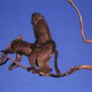 Affe auf Baum mit Stock im Po's Stream profile image