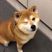 ~Le_Doggo~'s Stream profile image