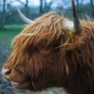 Highland Cattle's - Steam avatar