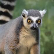 Lemur's Stream profile image