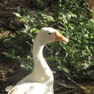 Lord of Goose's Stream profile image