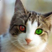 wolk2608's Stream profile image