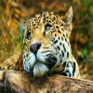 orangeleopard's - Steam avatar