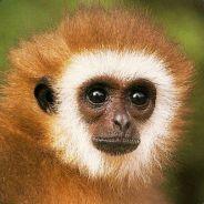 JaegerMonkey's Stream profile image