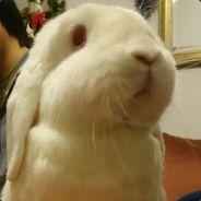 Rachie Bunnie ~ ♥'s Stream profile image