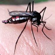 weirdmosquito's - Steam avatar