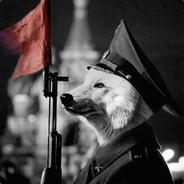 Warsawwolf's Stream profile image