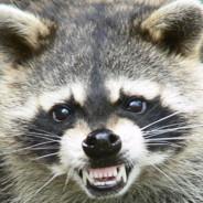 quiking's Stream profile image