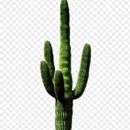 Cactus | Banu''s Stream profile image