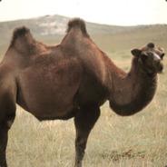 Hoeckergestalt's - Steam avatar