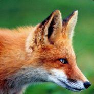 SneakyStab's - Steam avatar