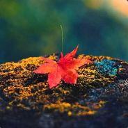 hzzhyj's Stream profile image