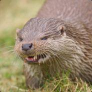 Angry Otter's - Steam avatar