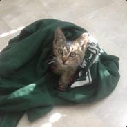 Hugo Tuxovic's - Steam avatar