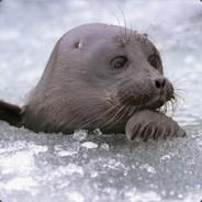 Selen's - Steam avatar